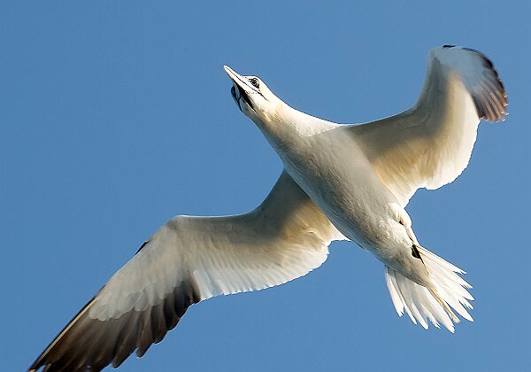 Birds photos from New England and Canadian Maritimes Birds photos from New England and Canadian Maritimes --> Bird photos mainly from New England and the Canadian Maritimes...