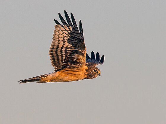 Burrage Pond Burrage Pond --> Photos captured within Burrage Pond Wildlife Management Area, located along a section of land shared by...